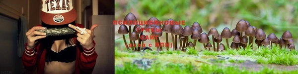 стаф Касимов